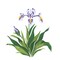 Iris Flower Wall Stencil | 1949 by Designer Stencils | Floral Stencils | Reusable Art Craft Stencils for Painting on Walls, Canvas, Wood | Reusable Plastic Paint Stencil for Home Makeover | Easy to Use & Clean Art Stencil